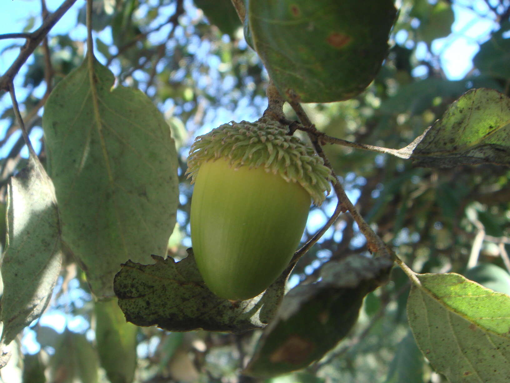 Image of Cork Oak