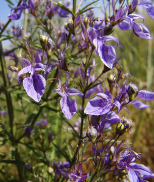 Image of Teucrium procerum Boiss. & Blanche