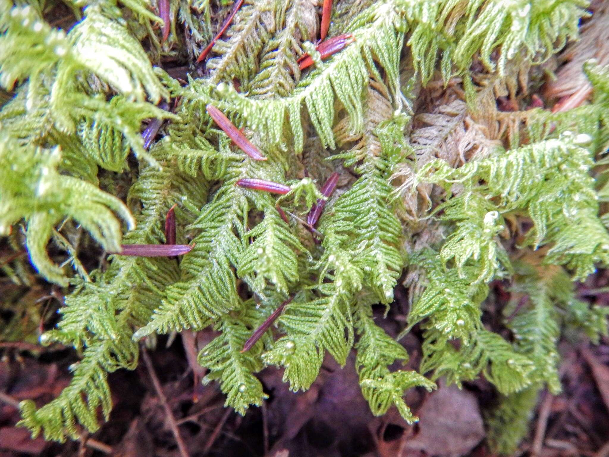 Image of ptilium moss