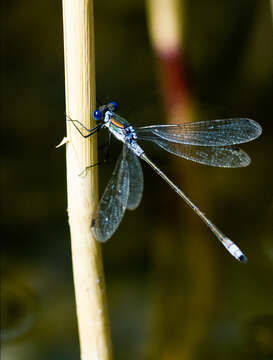 Image of Emerald Spreadwing