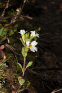 Image of Euphrasia laingii Petrie