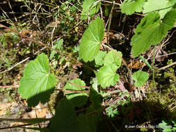 Image of Heuchera longipetala var. orizabensis (Hemsl.) R. A. Folk