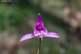 Image of Bletia ensifolia L. O. Williams