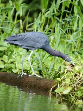 Image of Little Blue Heron