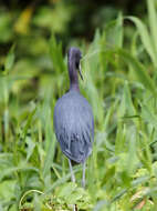 Image of Little Blue Heron