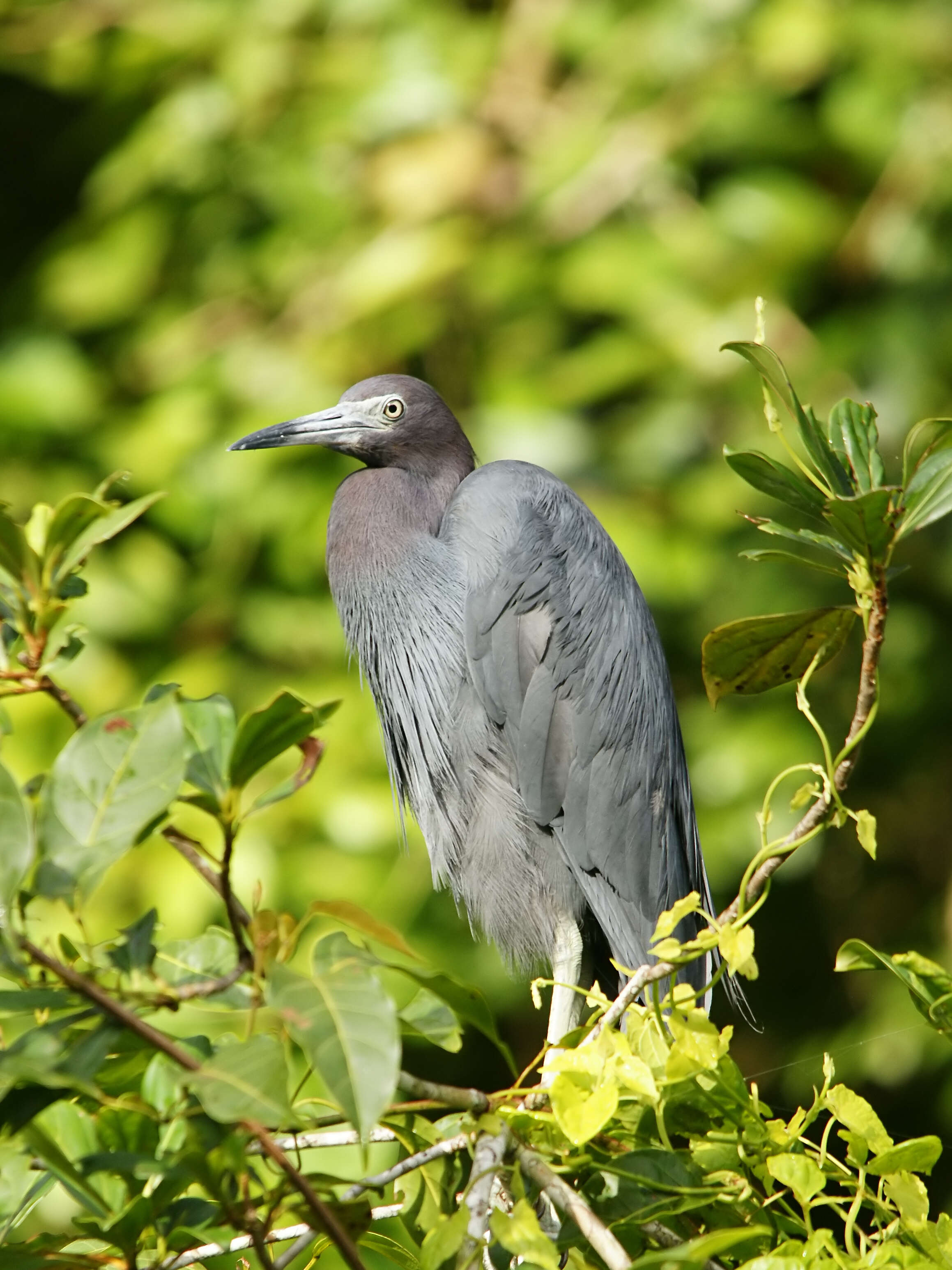 Image of Little Blue Heron