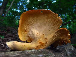 Image of Cantharellus lateritius (Berk.) Singer 1951