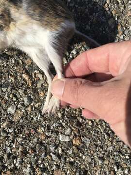 Image of Heermann's kangaroo rat