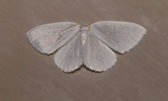 Image of White Spring Moth