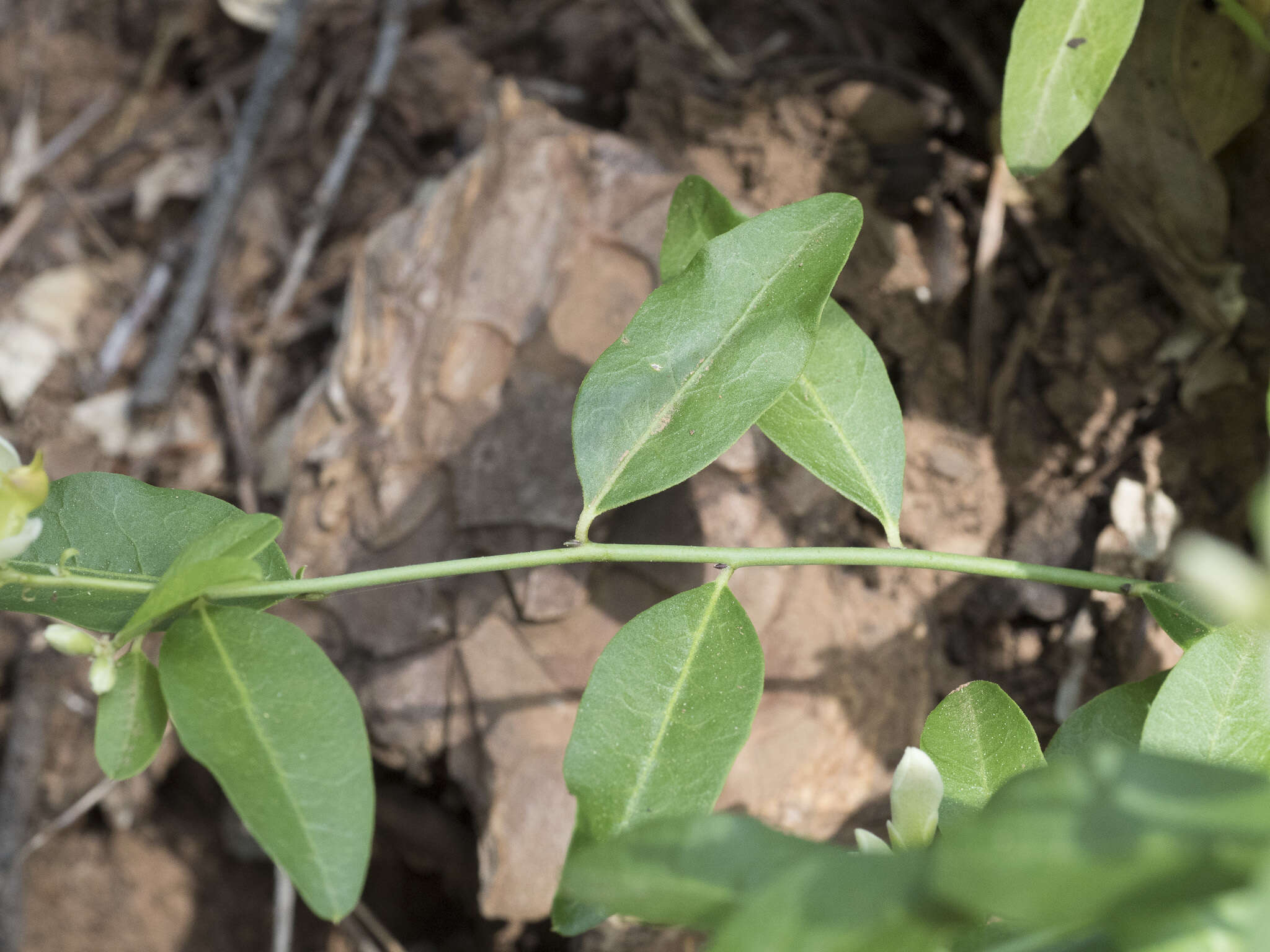 صورة Rhinotropis cornuta var. cornuta