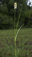 Image of Sartwell's Sedge