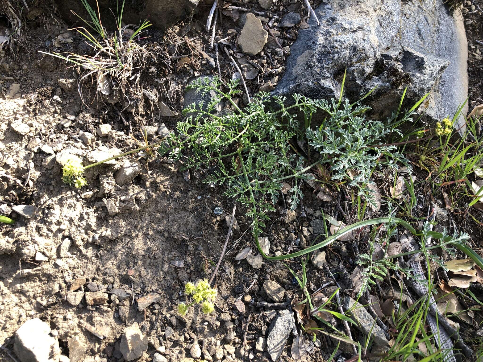 Imagem de Lomatium observatorium L. Constance & B. Ertter