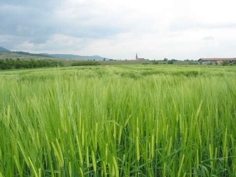 Image of common barley