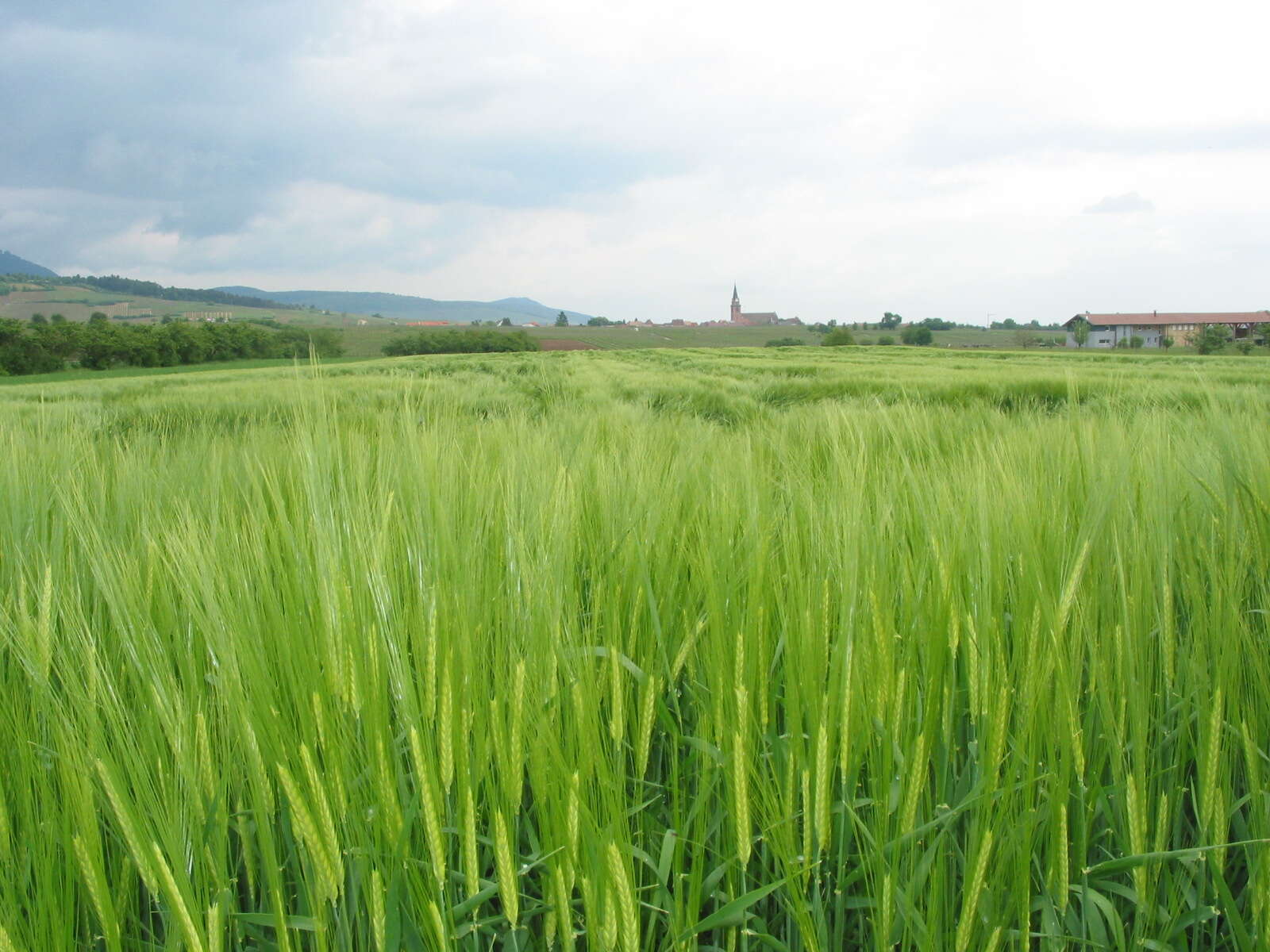 Image of common barley