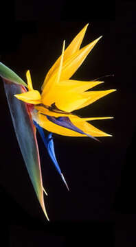 Image of Bird of paradise plant