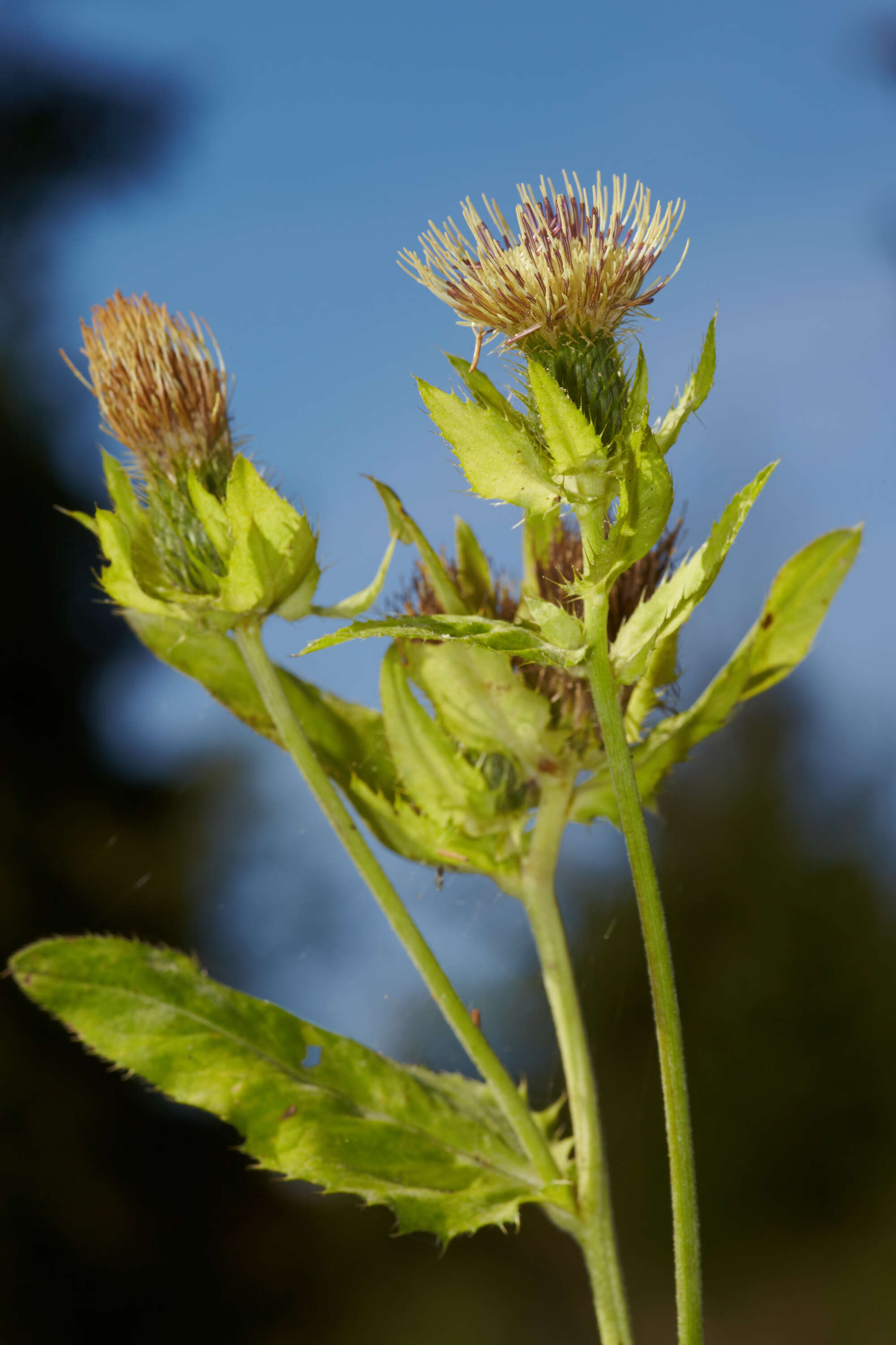 Image of Cabbage Thistle