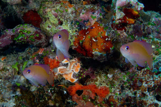 Image of Stocky anthias