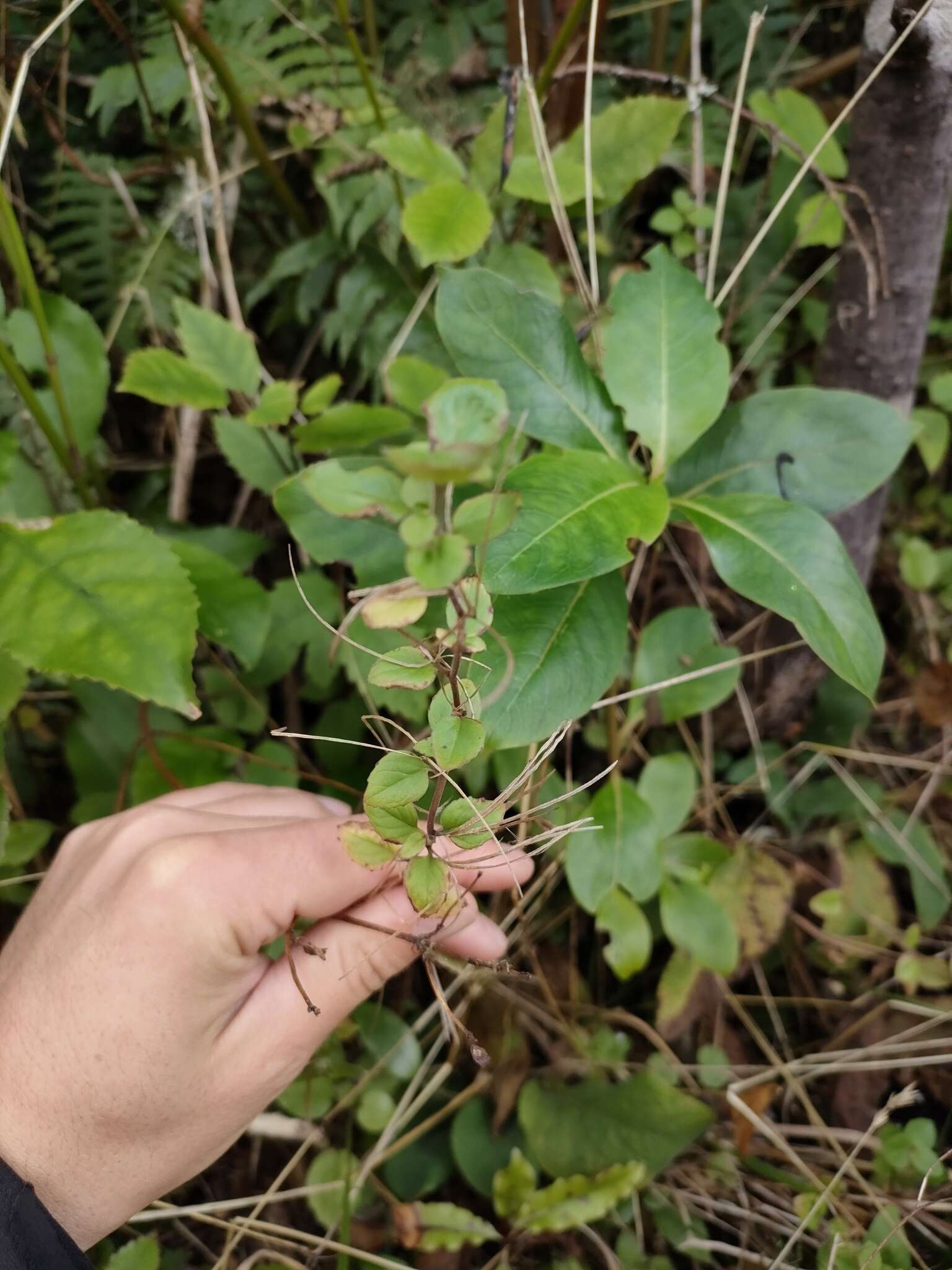 Image of Epilobium pubens A. Rich.