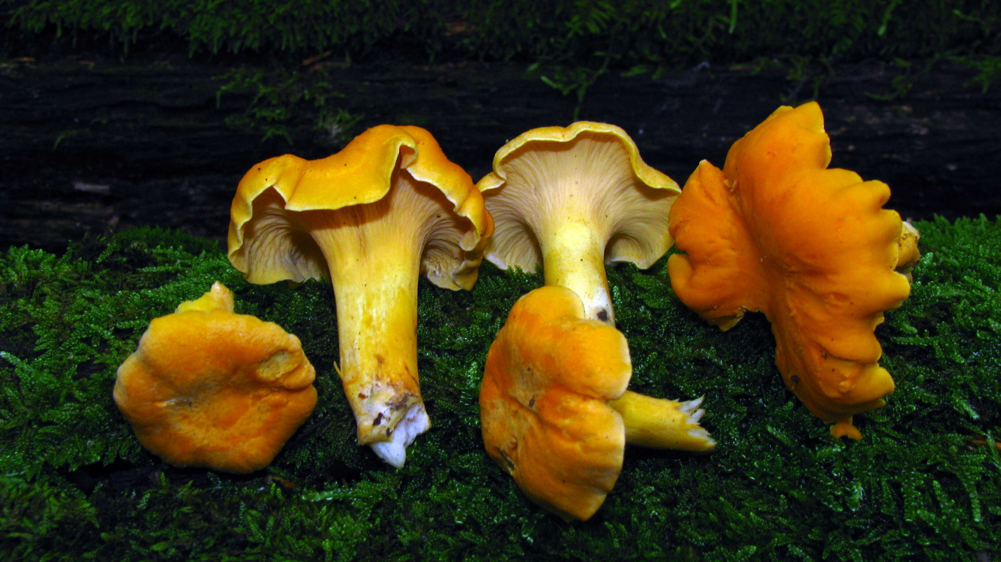 Image of Cantharellus lateritius (Berk.) Singer 1951