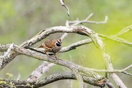 Plancia ëd Colinus nigrogularis (Gould 1843)