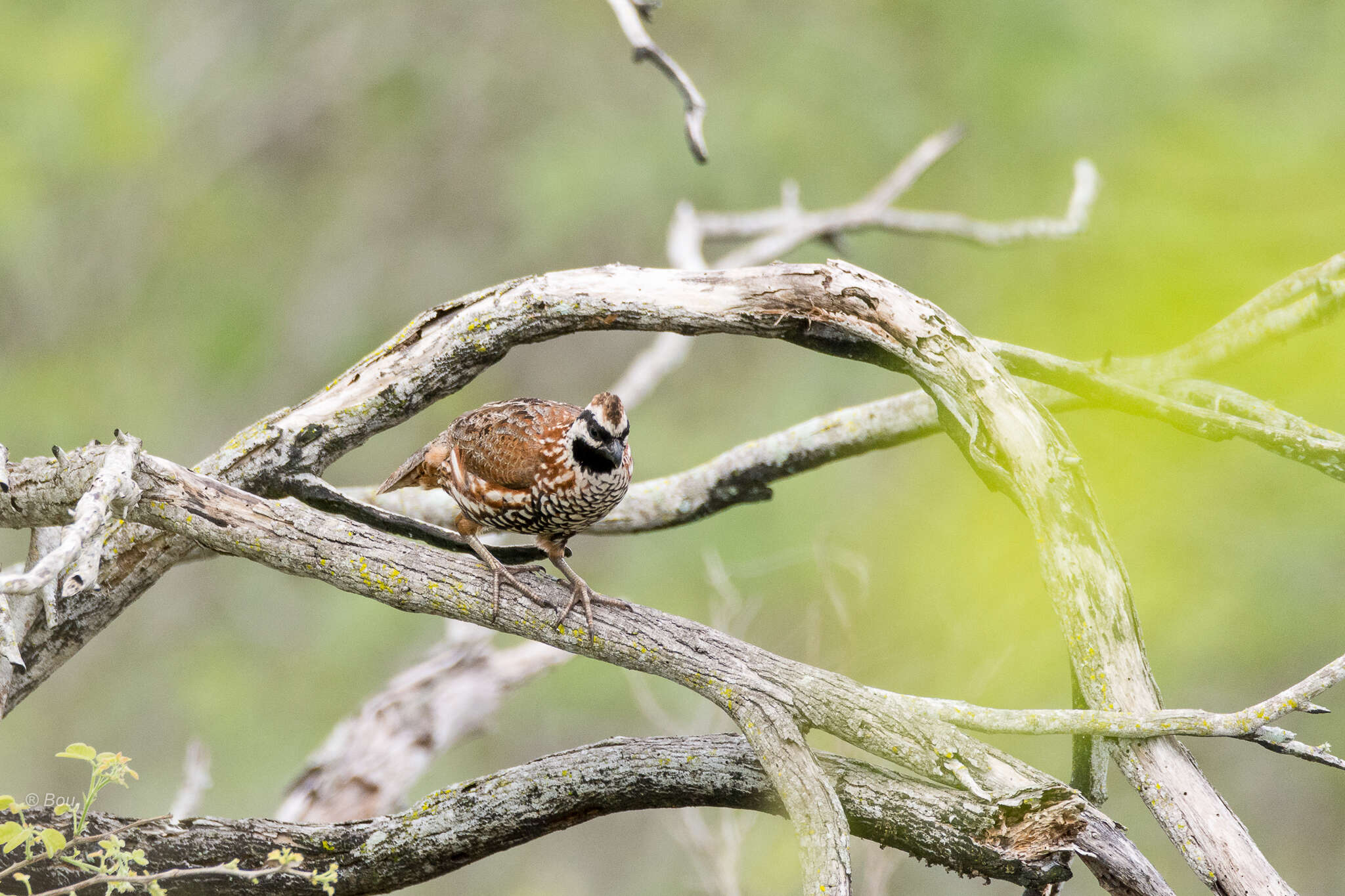 Image of Black-throated Bobwhite