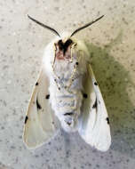 Image of Vestal Tiger Moth