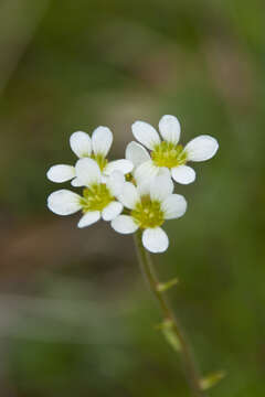 Слика од Saxifraga bulbifera L.