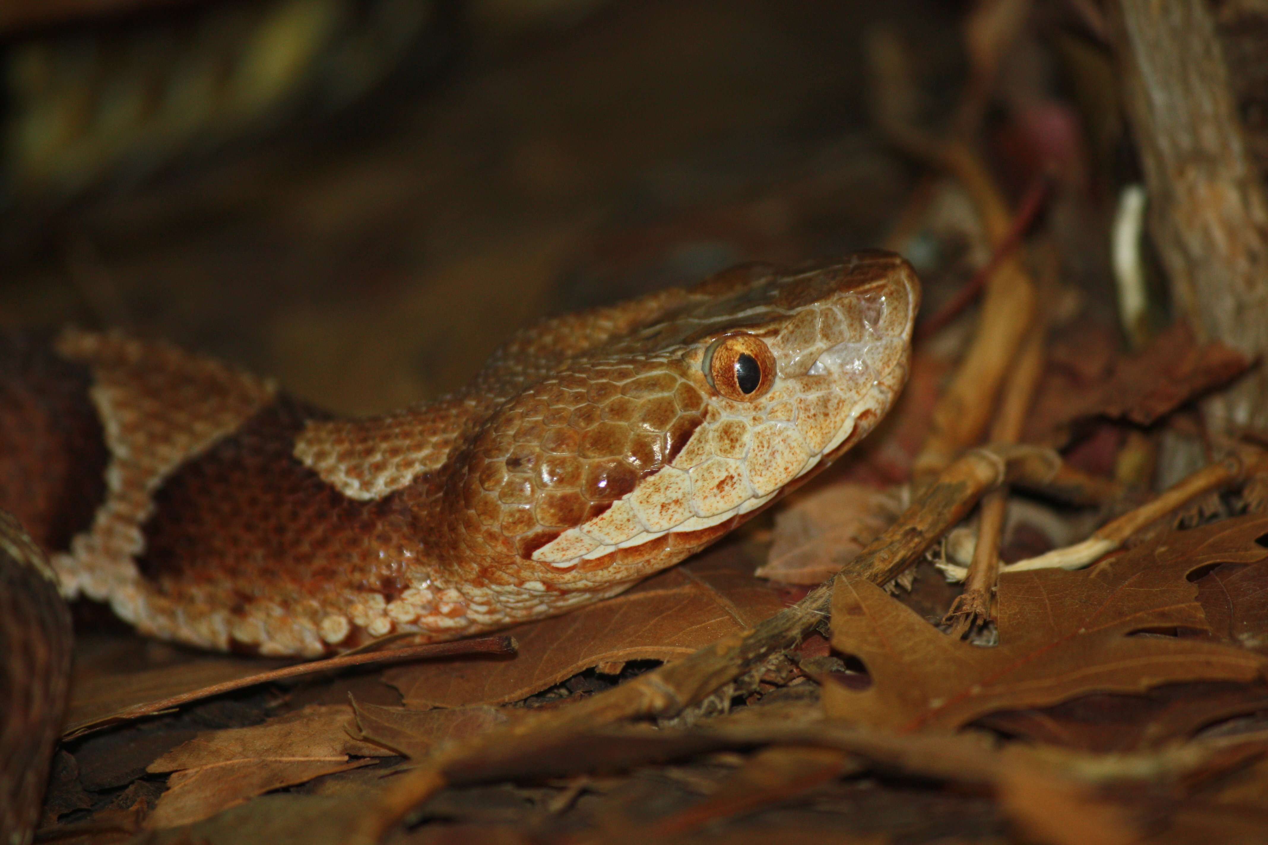 Image of Copperhead