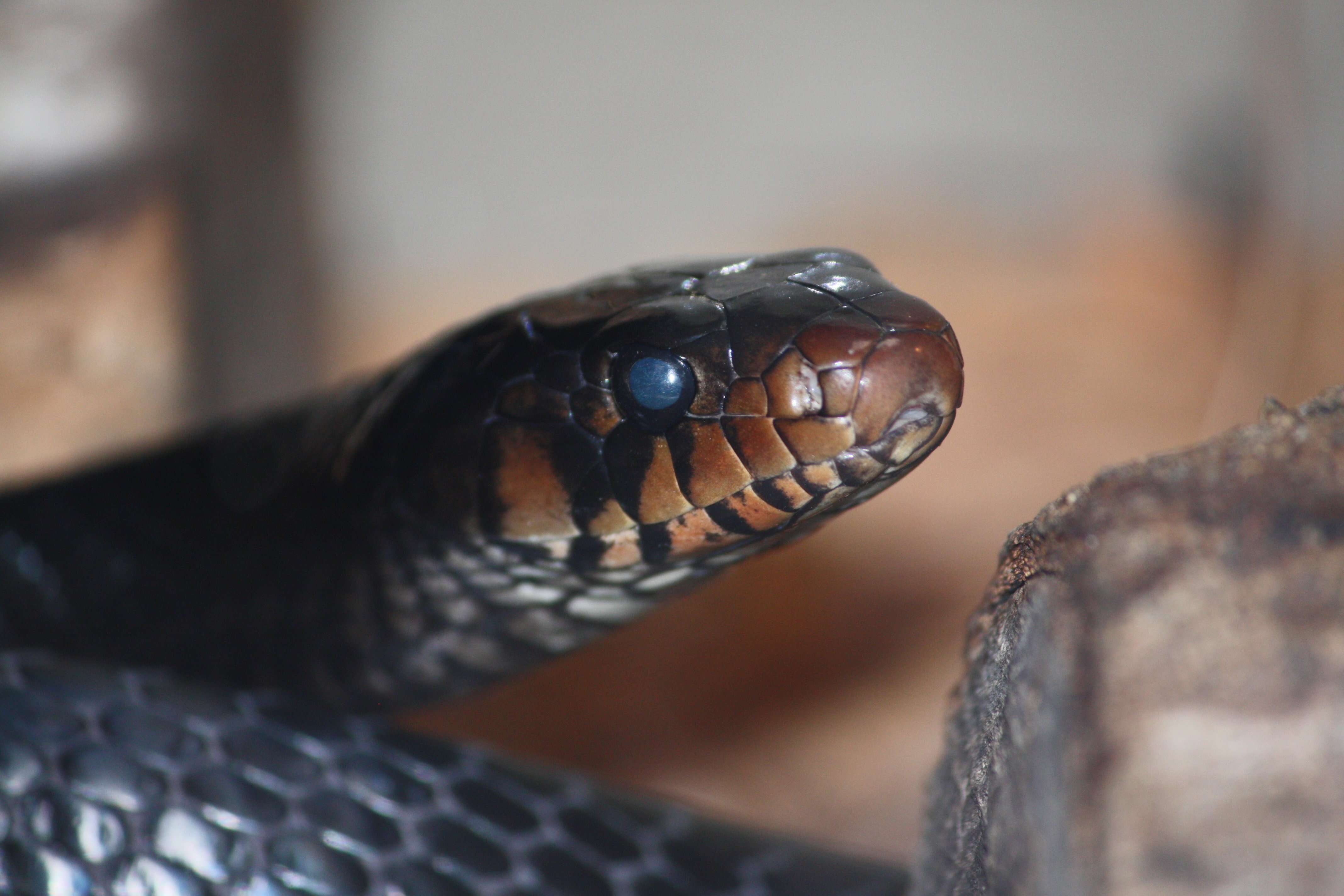 Image of Eastern Indigo Snake