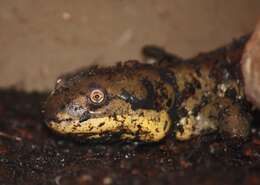 Image of Eastern Tiger Salamander