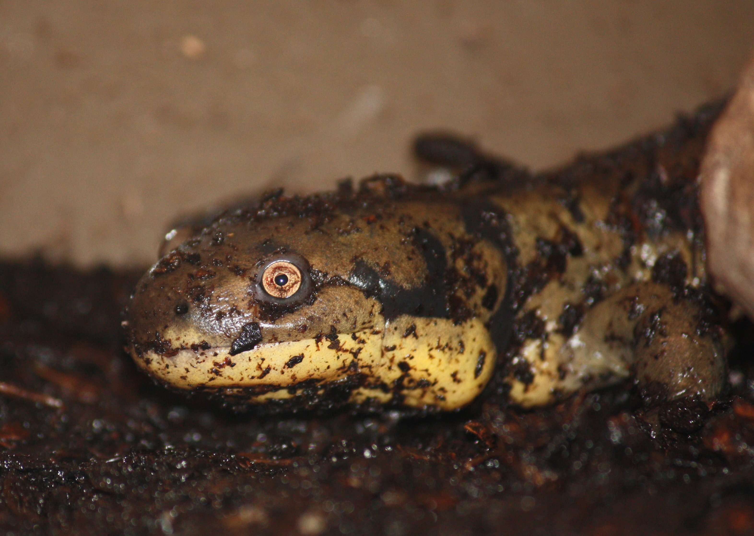 Слика од Ambystoma tigrinum (Green 1825)