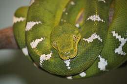 Image of Emerald Tree Boa