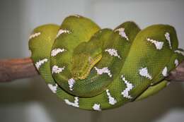 Image of Emerald Tree Boa