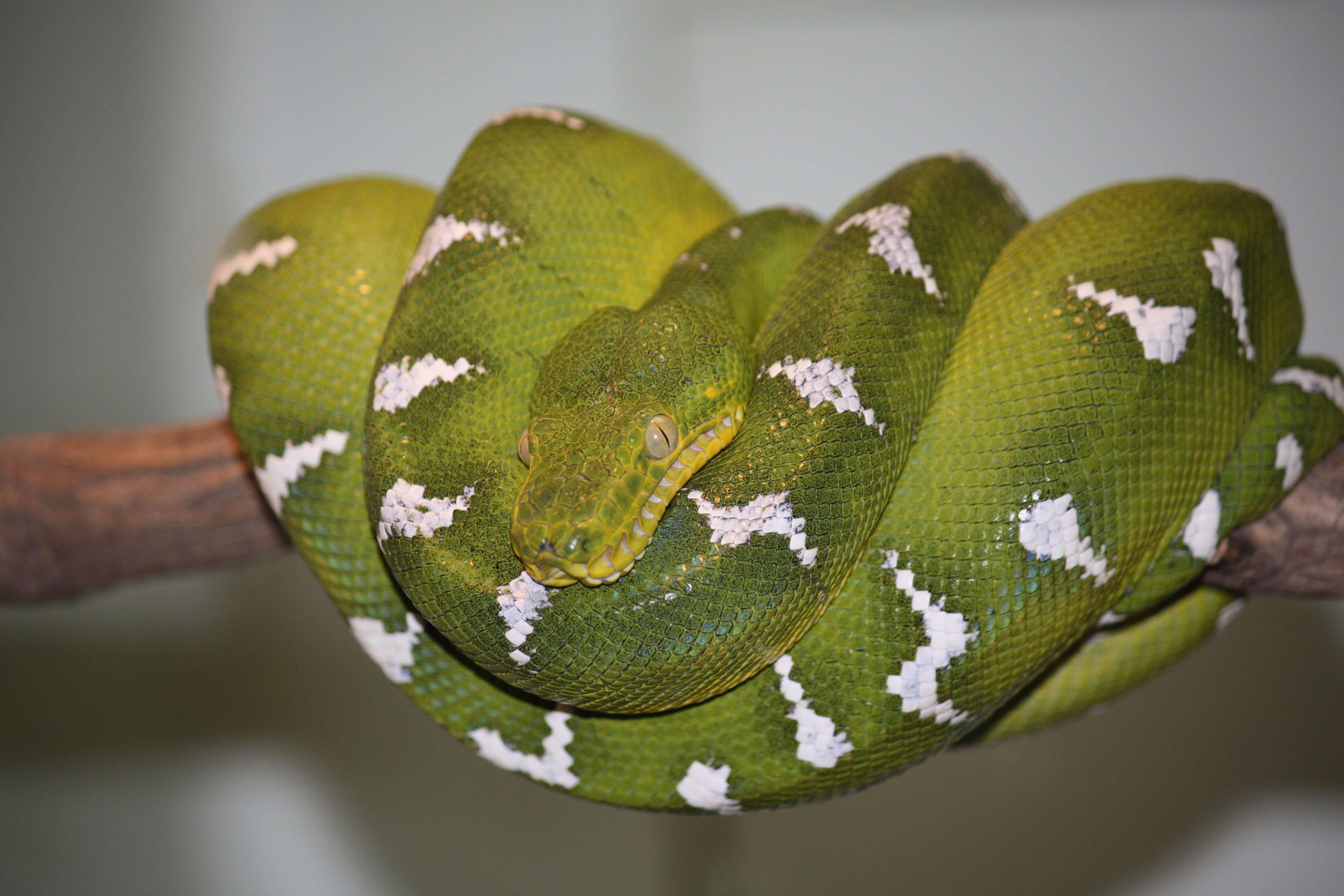 Image of Emerald Tree Boa