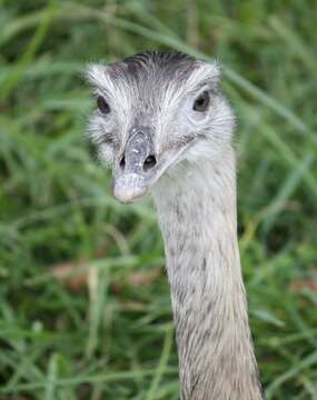 Image of Common Rhea