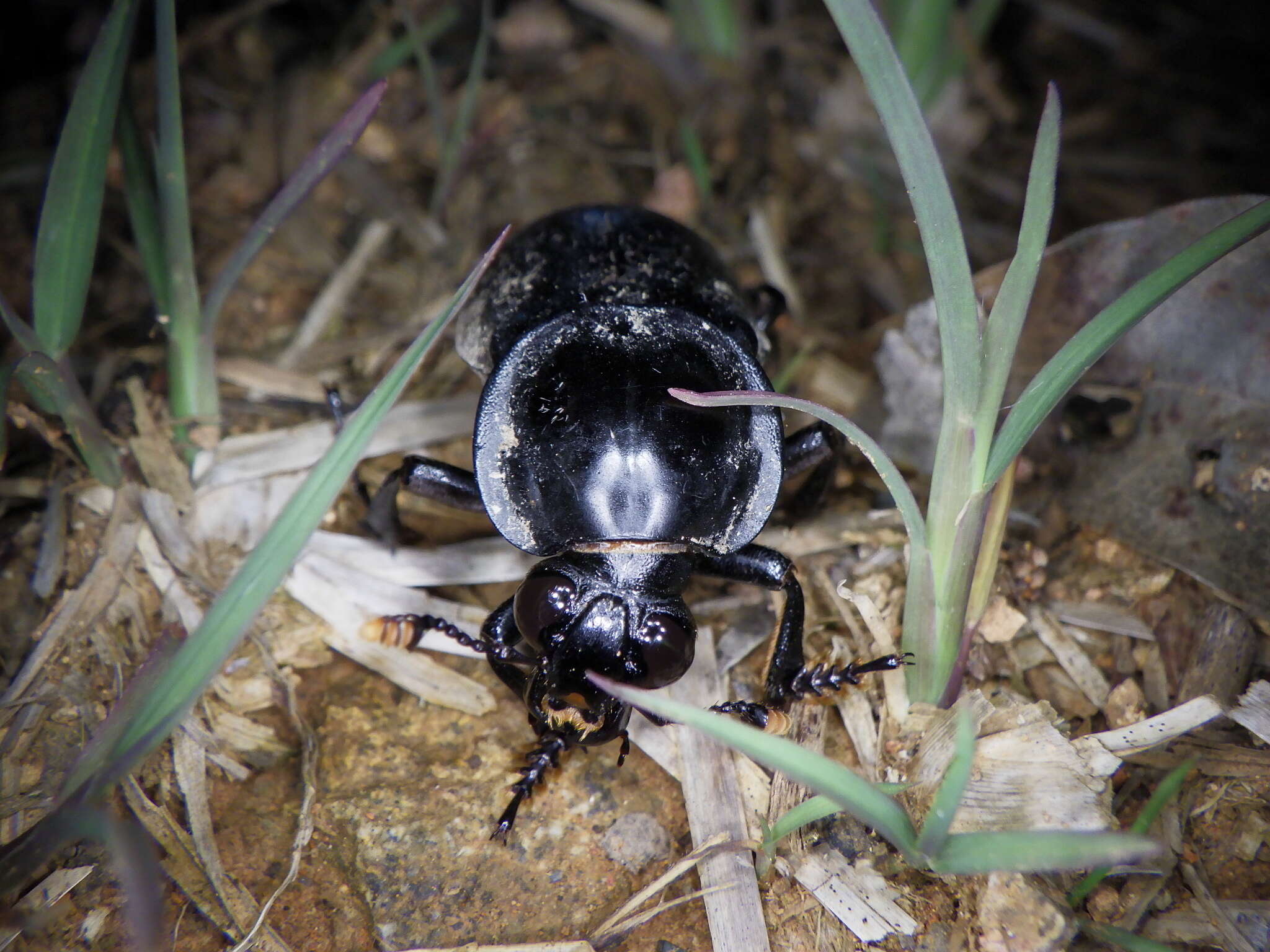 Image of Nicrophorus (Nicrophorus) concolor (Kraatz 1877)