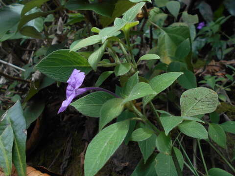 Image of Ruellia yurimaguensis Lindau