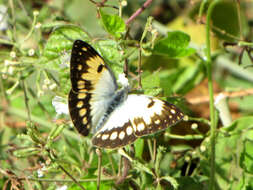 Image of Colotis vesta (Reiche (1850))