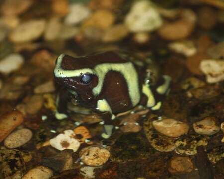 Image of Gold Arrow-poison Frog