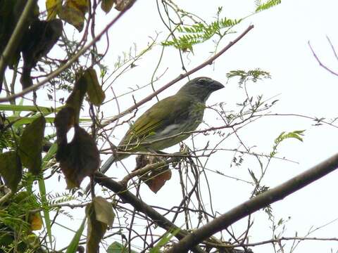 Image of Streaked Saltator