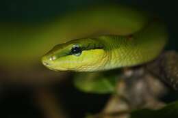 Image of Arboreal Rat Snake