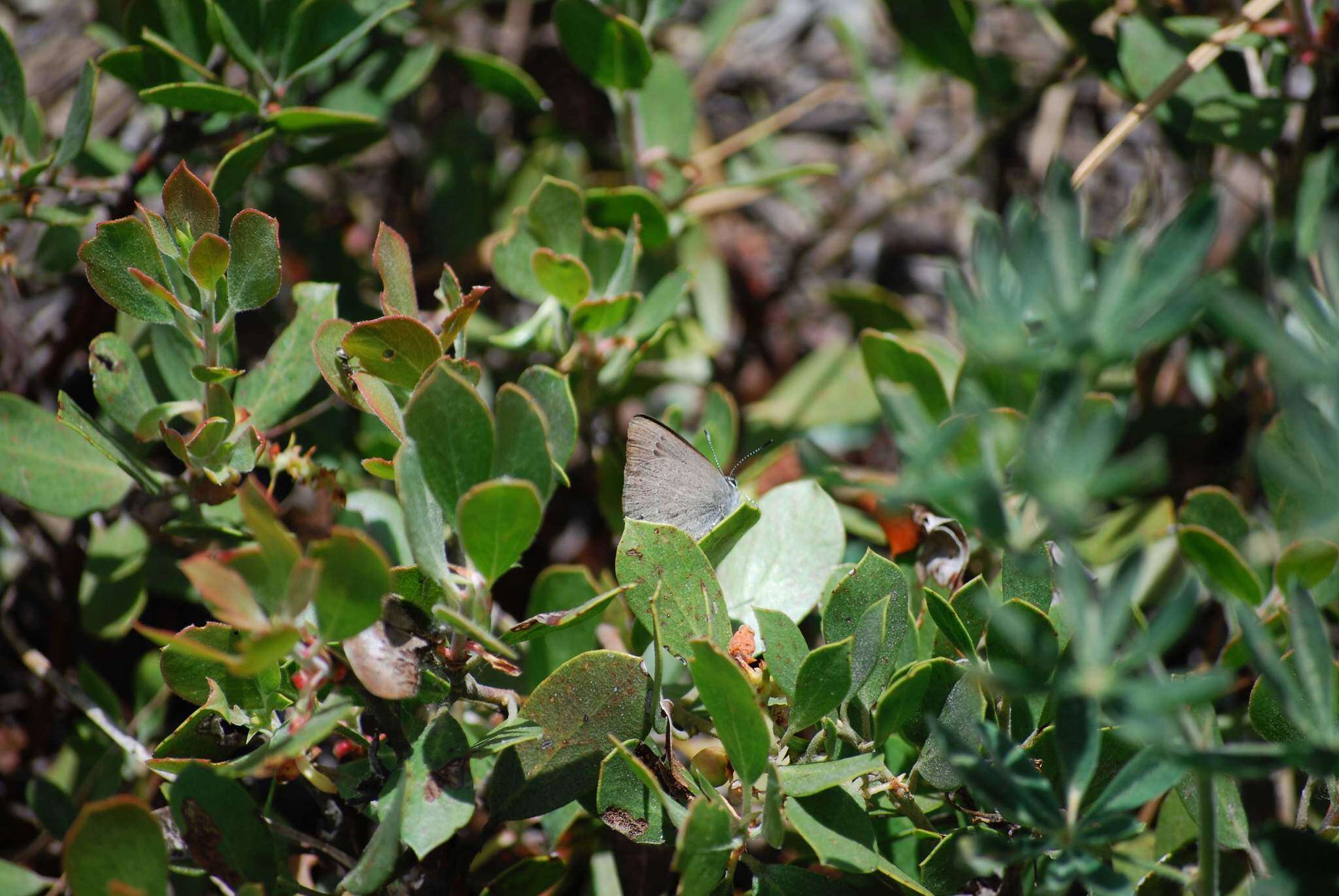 Image of Satyrium fuliginosa (Edwards 1861)