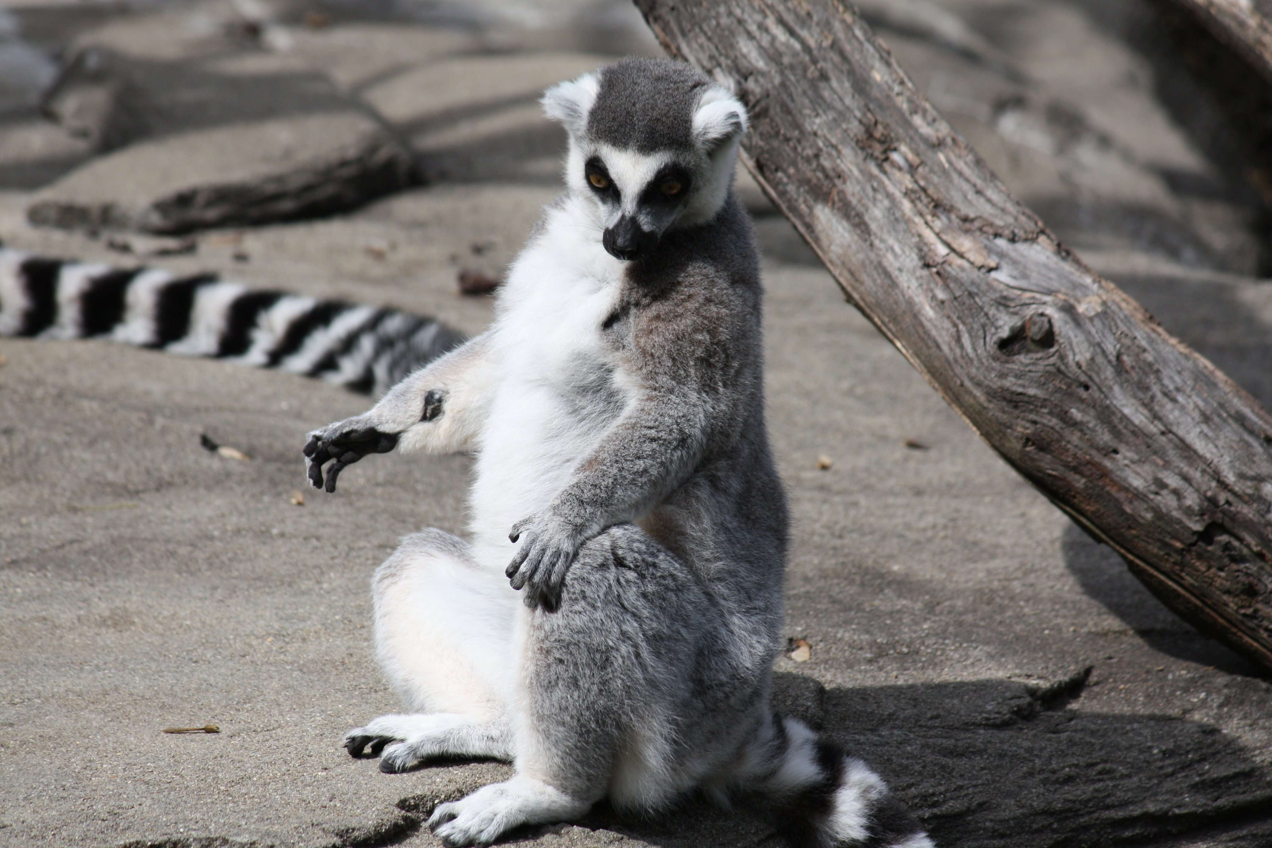 Image of Lemur Linnaeus 1758