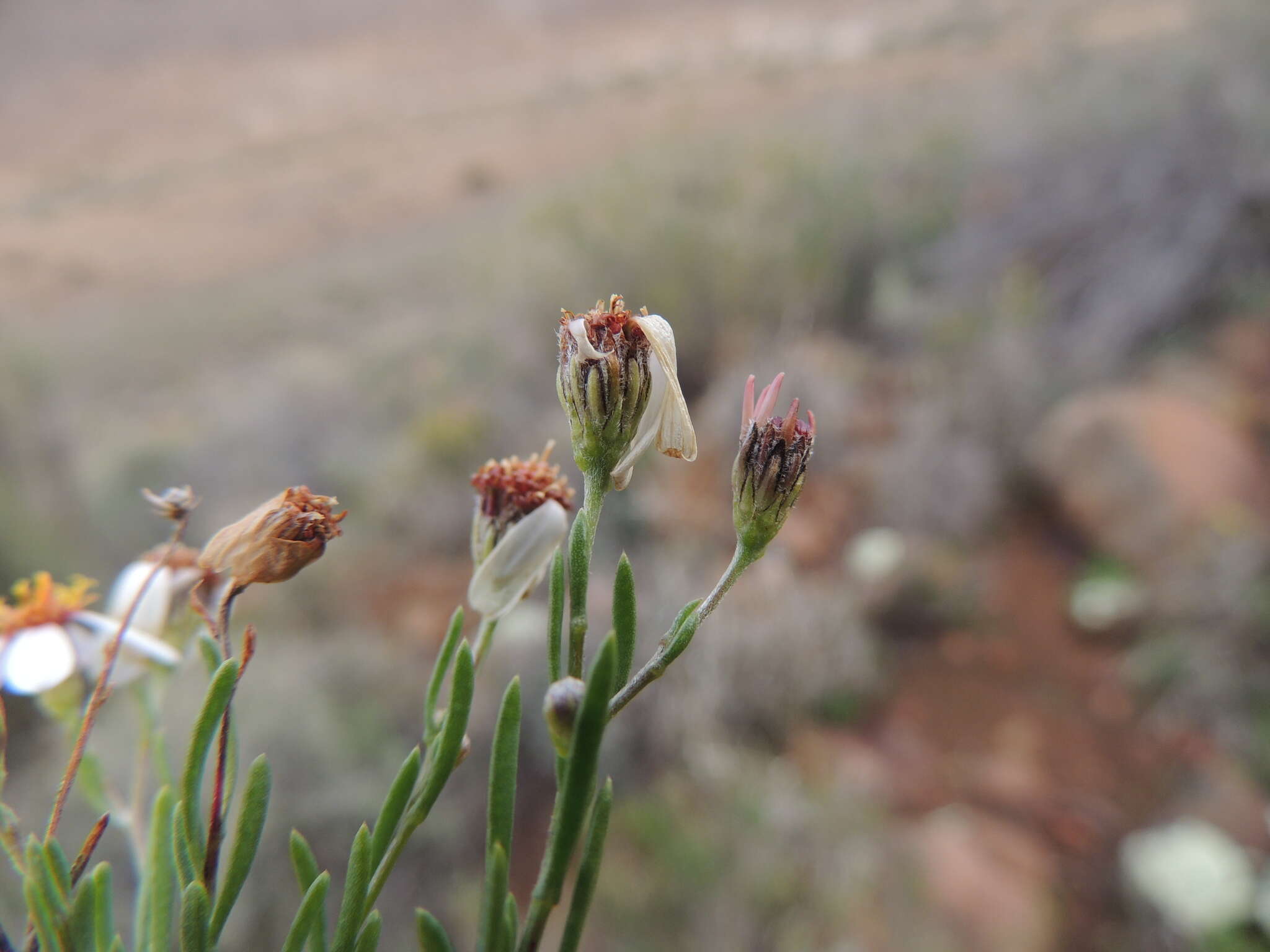 Image of Phymaspermum parvifolium (DC.) Benth. & Hook. fil.