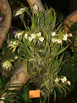 Image of lady of the night orchid