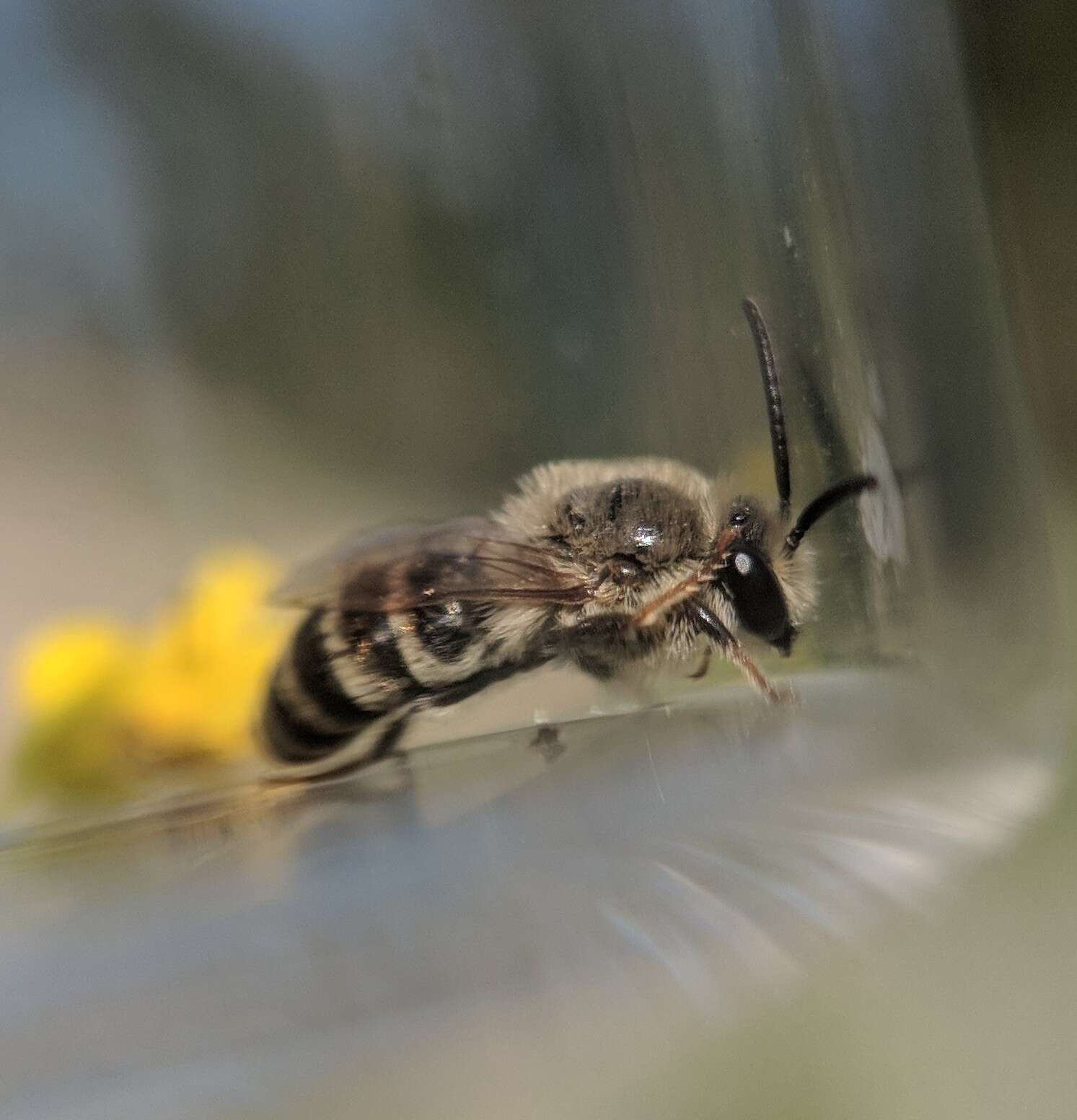 Image of Colletes solidaginis Swenk 1906