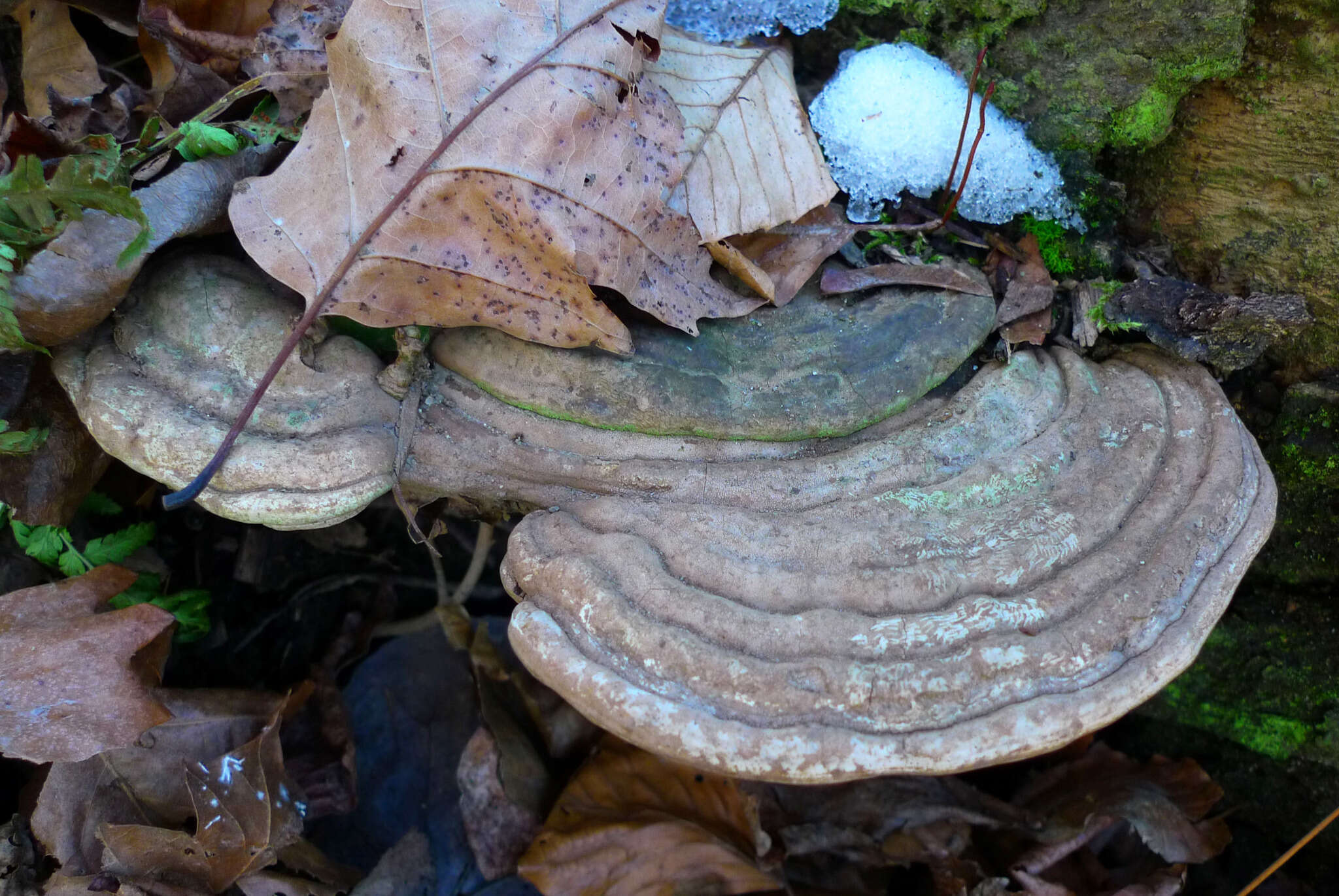 Ganoderma lobatum (Cooke) G. F. Atk. 1908的圖片