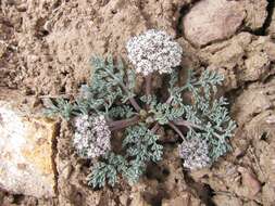 Image of Nevada biscuitroot