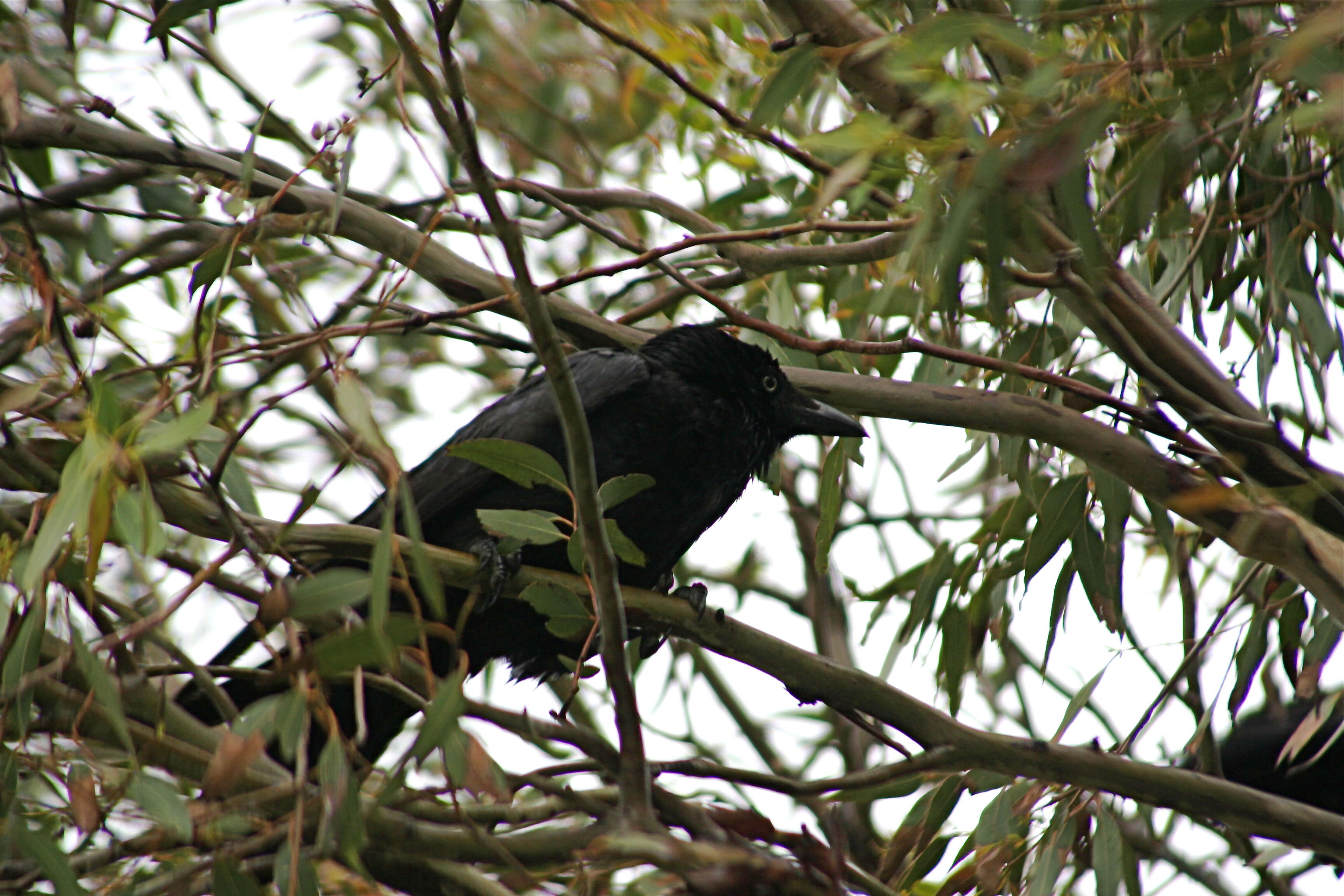 Image of Little Raven