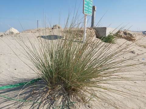 Image of Cyperus conglomeratus Rottb.